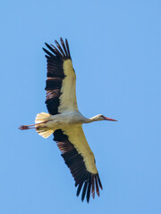 The white stork (Ciconia ciconia)