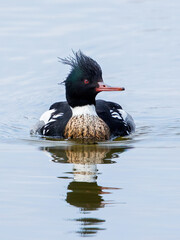 Red-breasted Merganser (Mergus serrator)