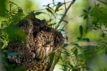 Eastern Screech-Owl (Megascops asio)