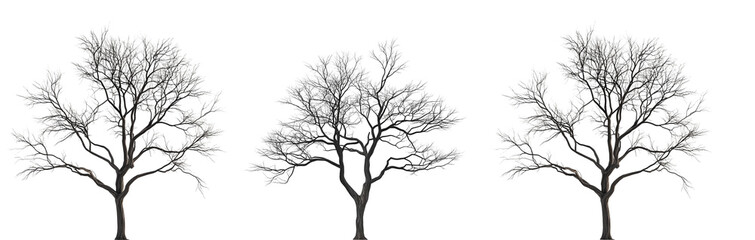 Fototapeta premium Realistic Bare Tree with Frosted Branches on Transparent Background for Winter and Nature Themes
