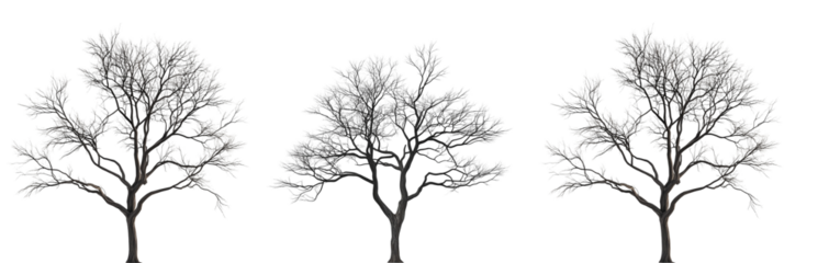 Realistic Bare Tree with Frosted Branches on Transparent Background for Winter and Nature Themes