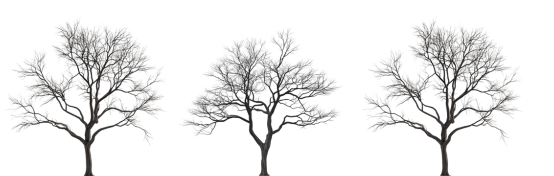 Realistic Bare Tree with Frosted Branches on Transparent Background for Winter and Nature Themes