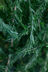 Scarlet kunzea-Kunzea baxteri