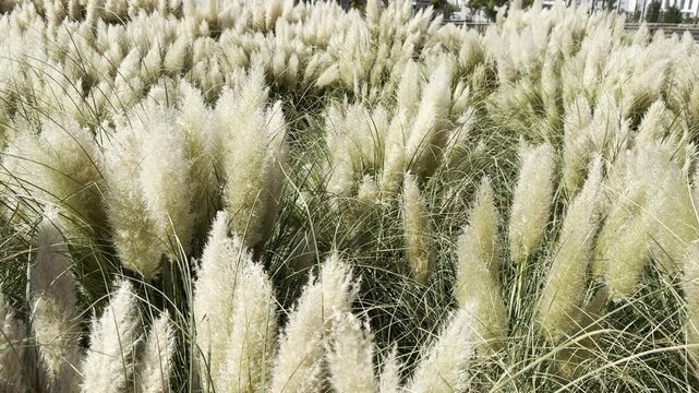 Cortaderia selloana white tassel flowers. Beautiful yellow pampas grass, tassel reed. Natural background of soft plants. Dry reeds boho style. Fluffy stems of tall grass, autumn time. Close-up.
