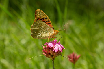 A vibrant orange butterfly, possibly a Silver-washed Fritillary, rests on a wildflower against a lush green background. Its delicate wings showcase intricate black markings, embodying the beauty.