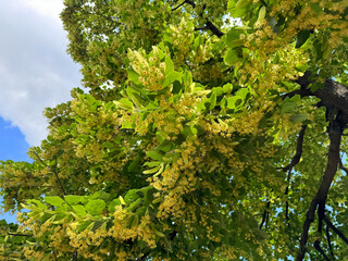Blooming tilia linden tree in June