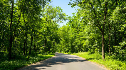 Paved Road Through Lush Green Forest with Sunlight and Shadows on a Summer Day