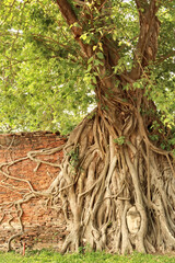 The bodhi tree that holds the famous buddha head between its roots, grows tall and lush on a red brick wall, Wat Mahathat Temple, Ayutthaya Historical Park, Thailand