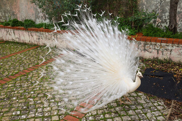 Obraz premium peacock, peafowl, albino, feathers, feather, wildlife, white, brown, wild, animal, bird, nature, farm, animals, green, beak, grass, fowl, fluffy, pet, domestic, playing, beautiful, wind, soft, spring,