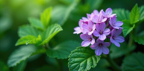 Fototapeta premium Emerald green leaves surround clusters of purple flowers, mint, nature