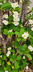 A blooming white crown of thorns.