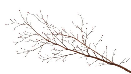 Obraz premium Delicate, bare branches isolated against a pure white backdrop, minimalist, branches