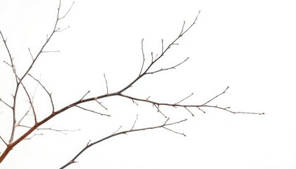 Fototapeta premium Delicate, bare branches isolated against a pure white backdrop, detail, rustic