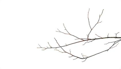 Isolated bare branches against a pure white backdrop, limb, tree branch
