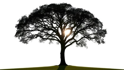 Obraz premium Single, majestic tree silhouetted against a pure white backdrop, spring, backdrop