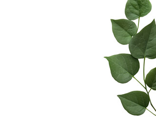 Fototapeta premium Experience the refreshing taste and health benefits of green tea, made from fresh green leaves steeped in hot water for a soothing and invigorating beverage. Enjoy its natural aroma in every sip!