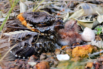 Little nightja and cub lying in the nest calling for food