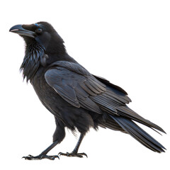 Obraz premium Common Raven AI Generated Image