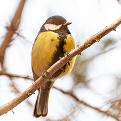 Close-up portrait of a great tit Parus major, which sits on a branch and looks curiously at the camera, square photo.