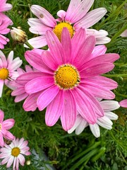 ピンクの花