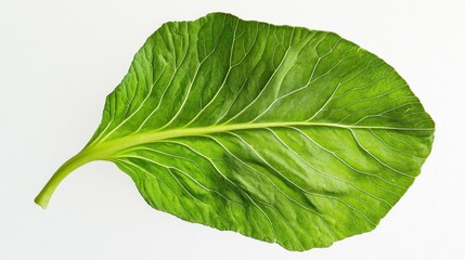 Fototapeta premium Isolated vibrant green leaf