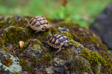 Two turtles on the rock