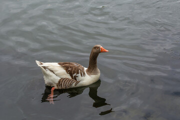 A brown and white goose glides across calm water, creating a mirror-like reflection. The serene lake setting enhances the bird's graceful movement. Its bright orange beak contrasts with the rippling s