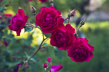 garden roses in nature background