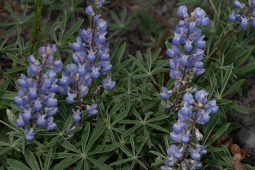 Lupine wild flowers in full bloom