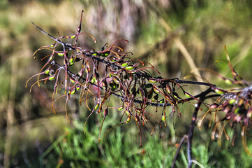 Branch with delicate Grevillea seeds in the tropical North of Australia. Blurred background
