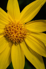Closeup of the flower of a arrowleaf balsamroot wild flower