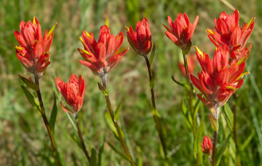 Obraz premium A colorful group of Wyoming paintbrush wild flowers