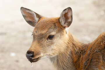 Adorable fawn, young forest deer, drinking water, with a droplet visible. Thirst, drought, and the importance of clean water, species conservation and protection. Wildlife protection