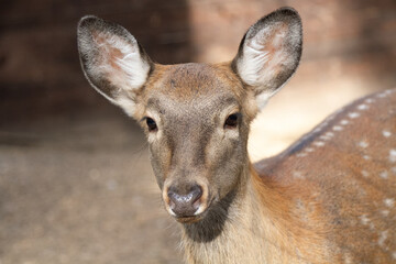 Close-up portrait of a young forest deer with gentle eyes. Beauty and innocence of wildlife. Wildlife protection, hunting, poaching issues, and agricultural impact