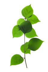 Transparent Bougainvillea Leaves