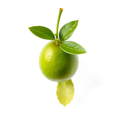 fresh green lime (Citrus aurantifolia Swingle) with  leaves  isolated on white background