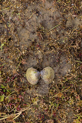 Seashell on Sylvan Island in Moline