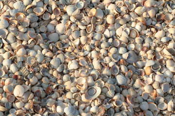 Seashells on the Beach – Cockle Shells, Coastal Nature, Marine Beauty, Textured Background of White and Beige Bivalve Shells for Nature and Beach-Themed Designs. High quality photography