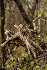 Tree roots on Sylvan Island in Moline