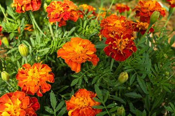 French Marigold (Tagetes patula) – Bright Orange and Red Blooms, Annual Flower for Gardens, Landscaping and Pollinator Attraction for publication, poster, calendar, cover. High quality photography