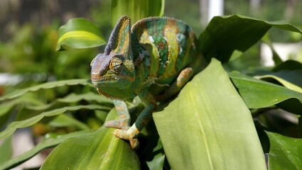 Fototapeta premium green chameleon on a branch