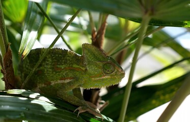 green lizard on a branch. chameleon