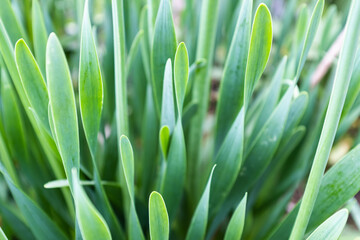 Fresh Green Garlic Chives Growing in Garden – Close-Up of Allium Tuberosum with Slender Leaves in Natural Sunlight. High quality photography