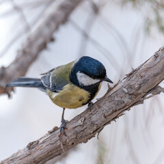 Close-up portrait of a great tit, Parus major, sitting on a branch and looking down curiously, square photo.