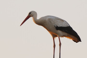 bellezza al tramonto