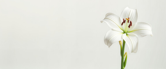 Obraz premium White lily flower in soft natural light, symbolizing purity and renewal, ideal for blogs, greeting cards, and educational materials