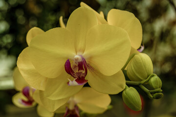 Macro-photography of exotic moth orchid flowers, captured at a nursery  in a farm near the colonial town of Villa de Leyva, in central Colombia.