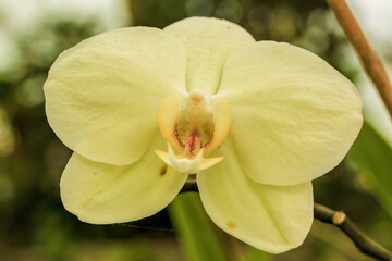 Obraz premium Macro-photography of exotic moth orchid flowers, captured at a nursery in a farm near the colonial town of Villa de Leyva, in central Colombia.
