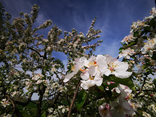 The old apple tree is in full bloom and shows a true sea of ​​flowers