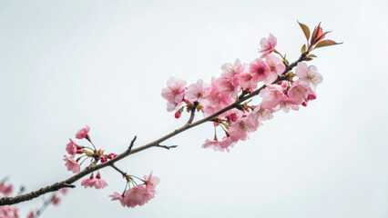 Delicate pink cherry blossoms on branch against soft sky